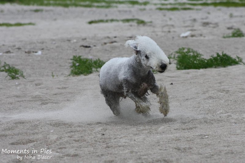 2010-06-26 Arc-en-ciel Arlequin (33).jpg